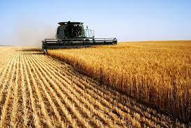 Image of combine harvesting corn.