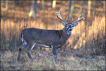 Image of White-tailed Deer.